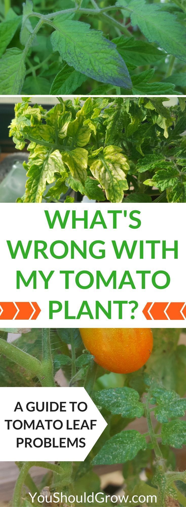 Why are your tomatos leaves yellow, spotty, or wilted? Homegrown tomatoes at home can suffer from a variety of pest and disease