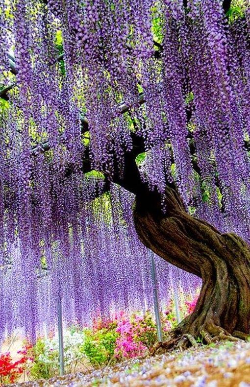 Wisteria Flower Tunnel in Tochigi, Japan