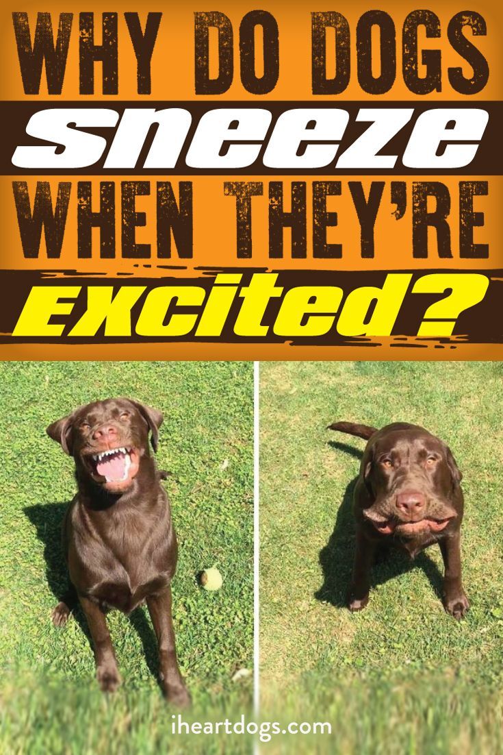 You could name your excited pup Sneezy!