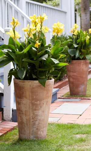 10 Perennials That Add Colorful Style to Decks: Cannas look great in tall container gardens! | From @Costa Farms