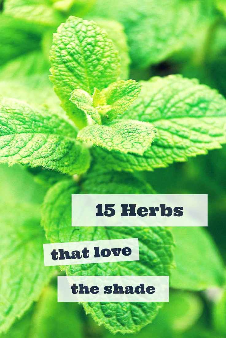 15 Herbs That Thrive In Shade — www.hgtvgardens.c…
