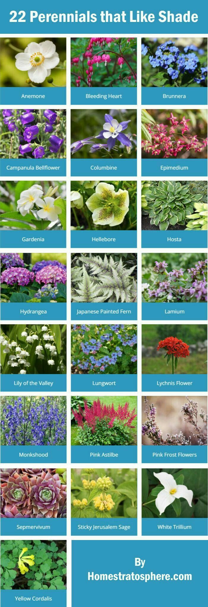 22 Perennial plants that love shade