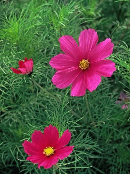 Add cosmos plants to your garden or grow these daisy-like flowers from seeds. These annuals are so undemanding, theyll bloom even