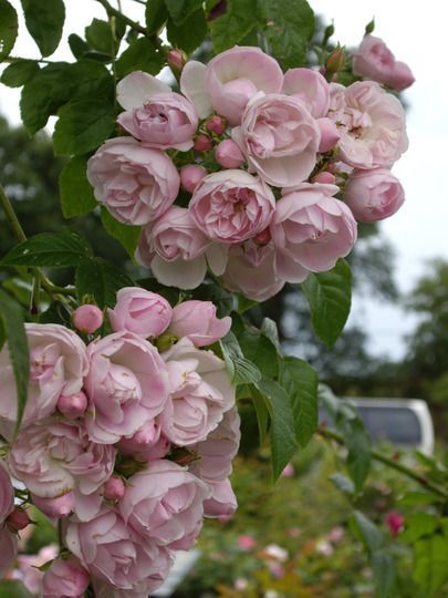 David Austin Rose Belvedere