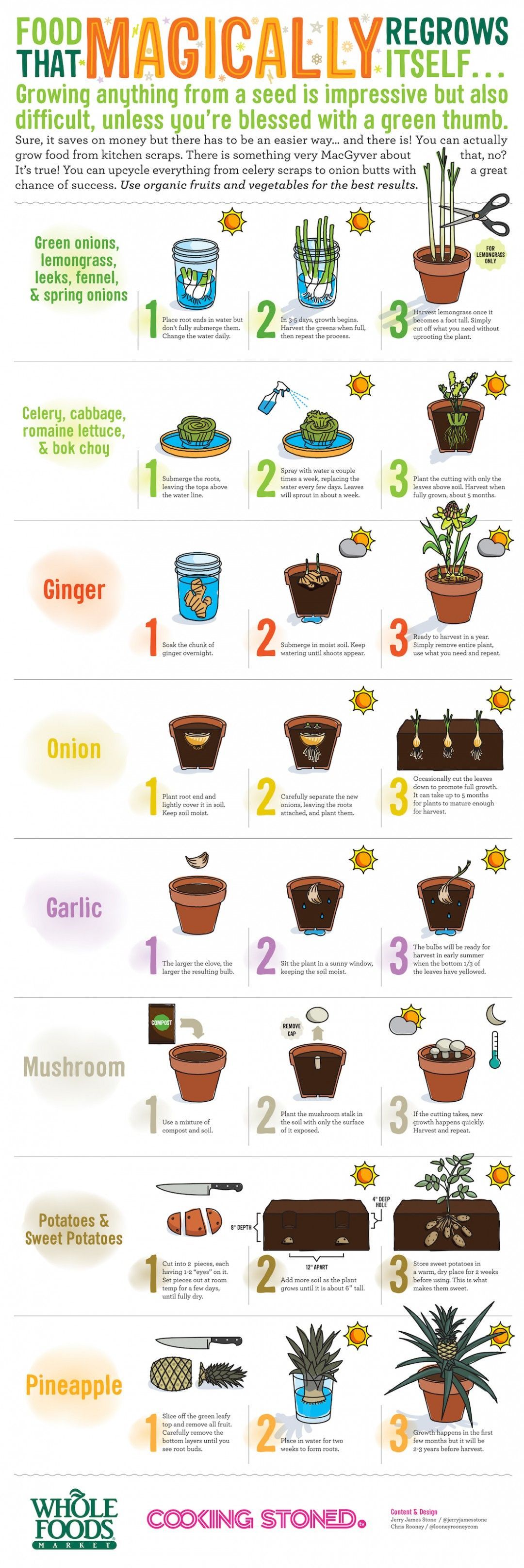 Did you know you can regrow plants from kitchen scraps? A lot of different fruits and veggies can be regrown and well show you
