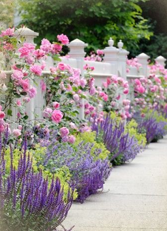 Ein perfekt begrünter Gartenzaun – Weißer Zaun mit Rosen, Salbei und Lavendel – Romantik pur und ein Schmuckstück für die