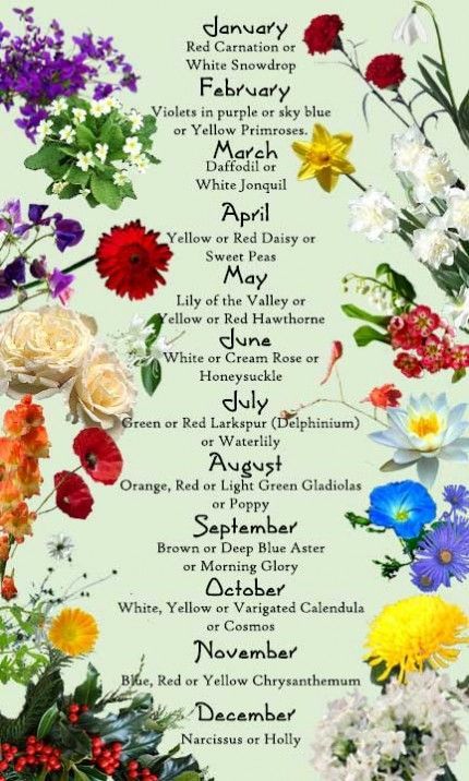 Flowers and Their Meanings | was excited to learn the official “birth month”