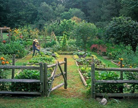 French Potager/Lisa Hubbard Such a beautiful garden, love the fence!