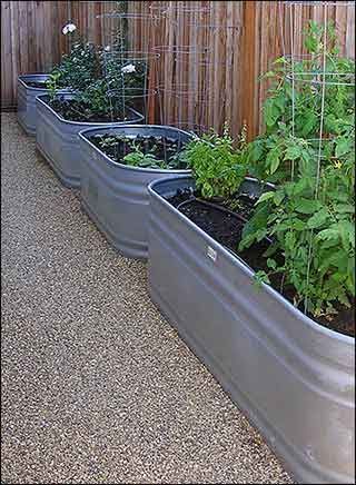 Galvanized water trough vegetable garden, great for urban gardening!