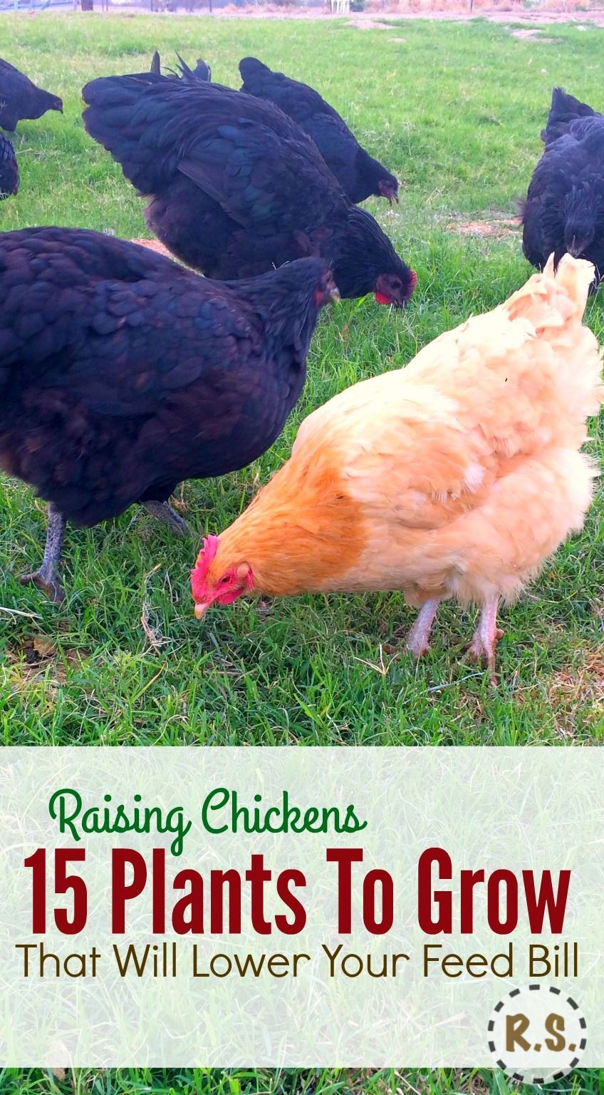 Grow your backyard chicken food in a DIY perennial permaculture garden. Free food & shade for the chickens in the edible