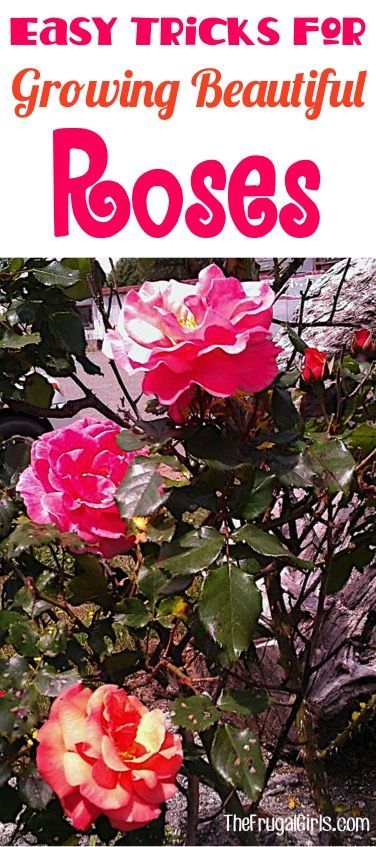 Growing Roses Tips!  How to Grow your Best Roses this Year!  Everything you need to know about Rose Gardening, including a HUGE