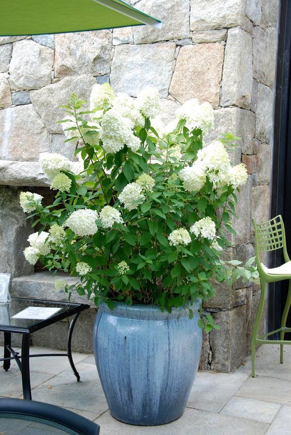 Hydrangea in pot is one of the most popular flowering shrubs. It is easy to grow in zones 4-8 and in sub-tropical areas.