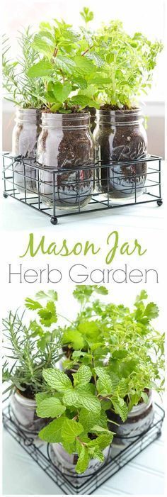 Mason Jar DIY Herb Garden  | How To Grow Your Herbs Indoor  – Gardening Tips and Ideas by Pioneer Settler at pioneersettler.co…