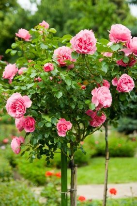 Rose Gardening Made Easy, Types Of Roses, Garden Tips For Caring For Rose Bushes