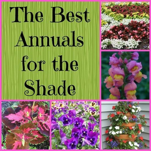 Shade annuals:  alyssum, begonias, browalia, coleus, 4 oclocks, impatiens, lobelia, pansies, snapdragons.