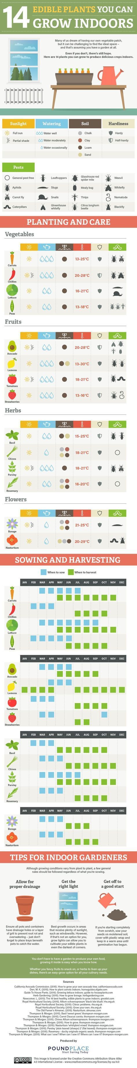 These are the fruits, vegetables, herbs, and flowers your indoor garden needs.