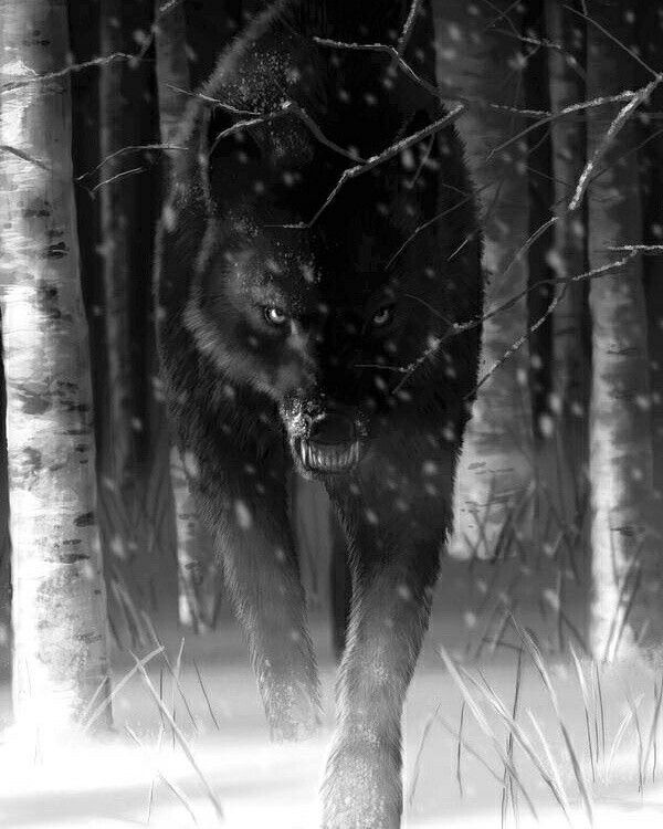 Black wolf, wolves, woods, night, snow, teeth, ferocious, menacing, snarling, stalking, trees
