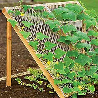 Cucumbers like it hot. Lettuce likes it cool and shady. But with this trellis, they’re perfect companions!
