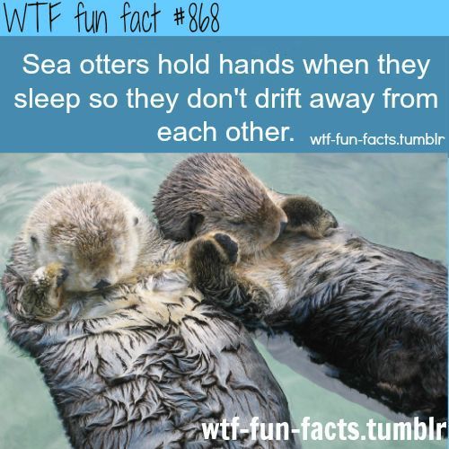 Cutest fact that ive seen so far :) WTF-fun-facts : funny weird facts ( Hermione whose patronus is an otter also holds hands with