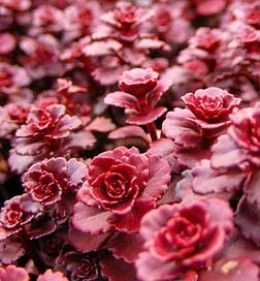 Dragons blood sedum may be the hardiest and most versatile of all weed-suppressing ground covers.    A cultivar of the succulent