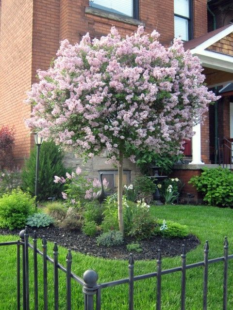 Dwarf Lilac Tree block out neighbors so want one in my backyard. Love there smell