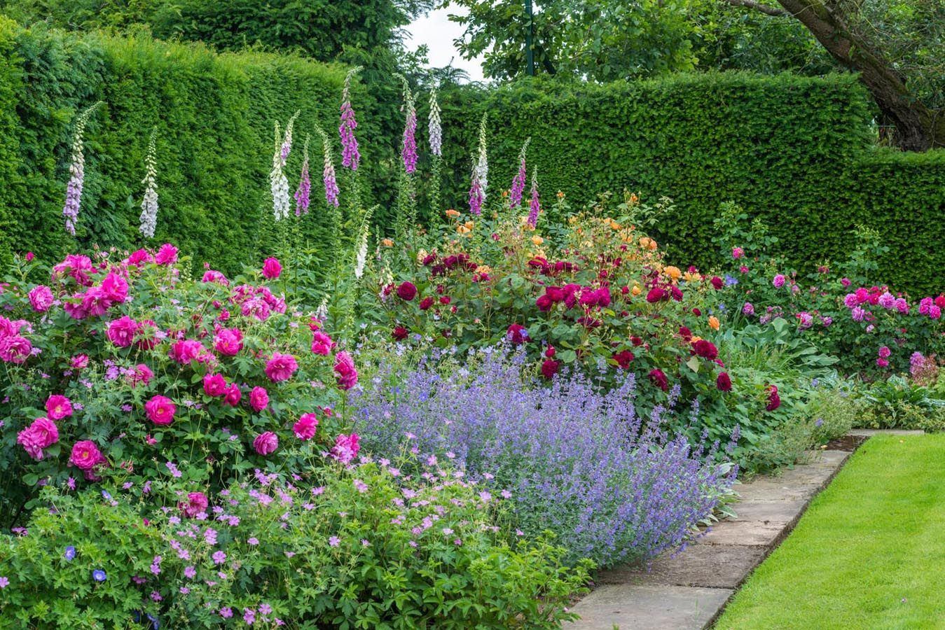 English Roses are some of the best-loved, high-performance flowers in the garden, so they are perfect for growing in the mixed