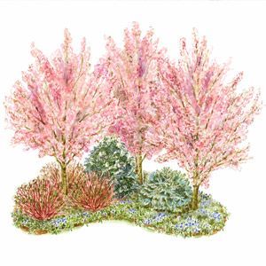 Four season trees and shrubs