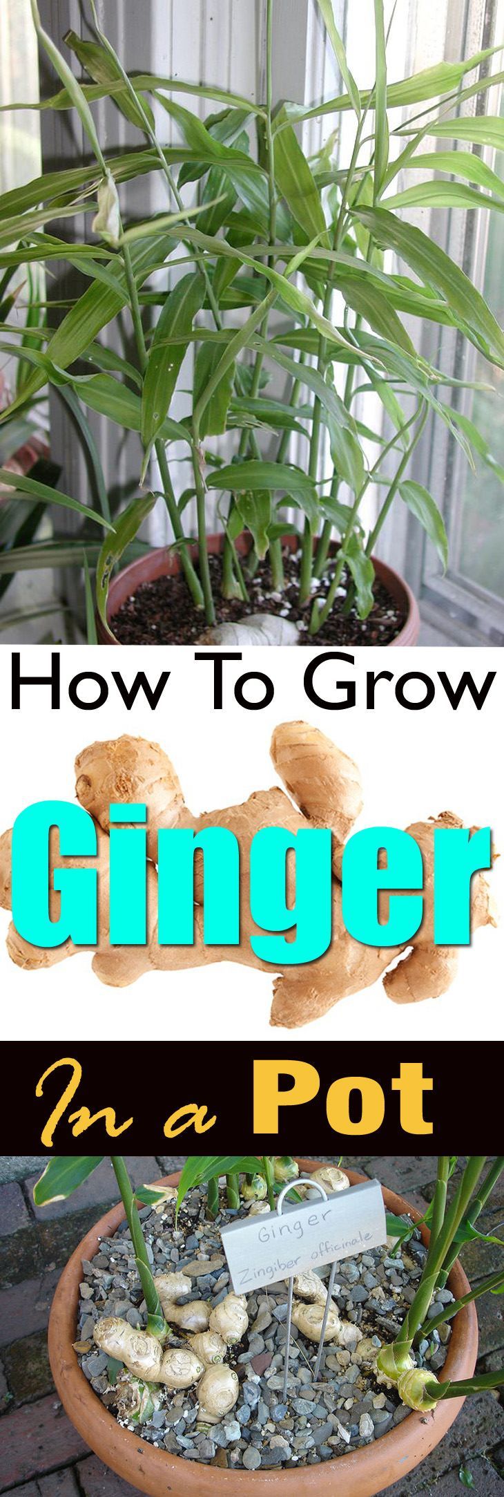 Growing ginger in a pot is easy! Its a great idea if you live in a cool temperate climate or you dont have a plenty of space.
