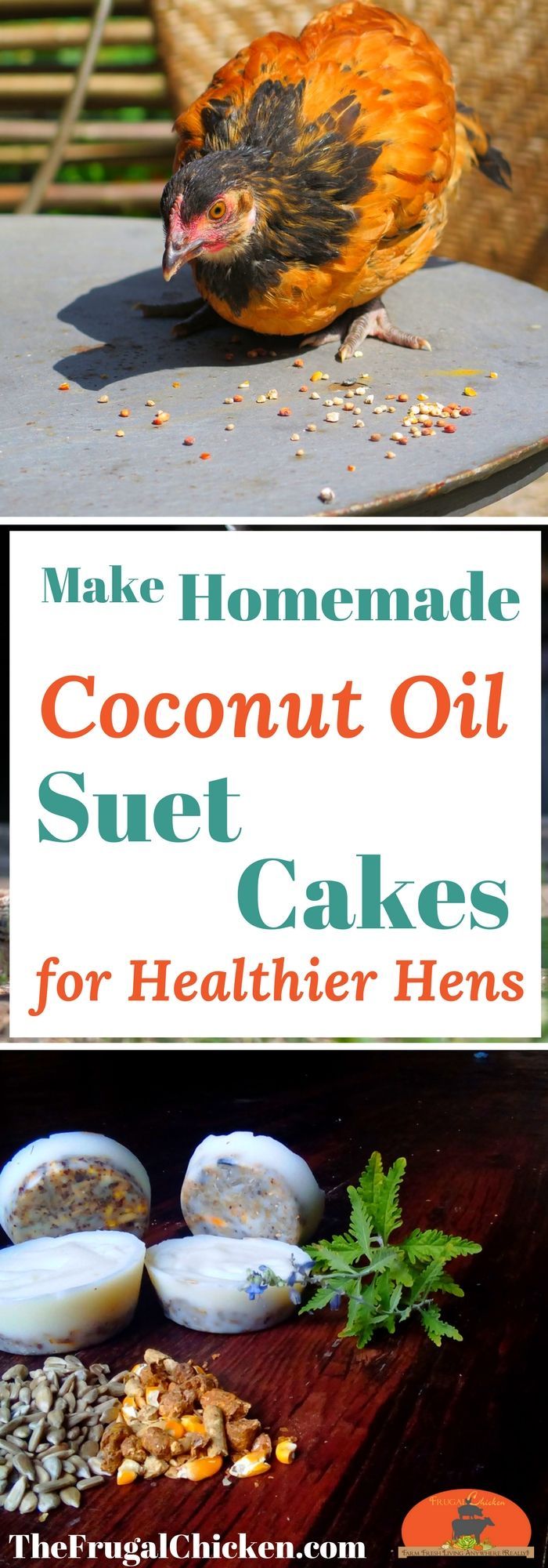 Homemade suet cakes for chickens take less than 15 minutes to craft (and just pennies), but your hens will devour them! Organic,