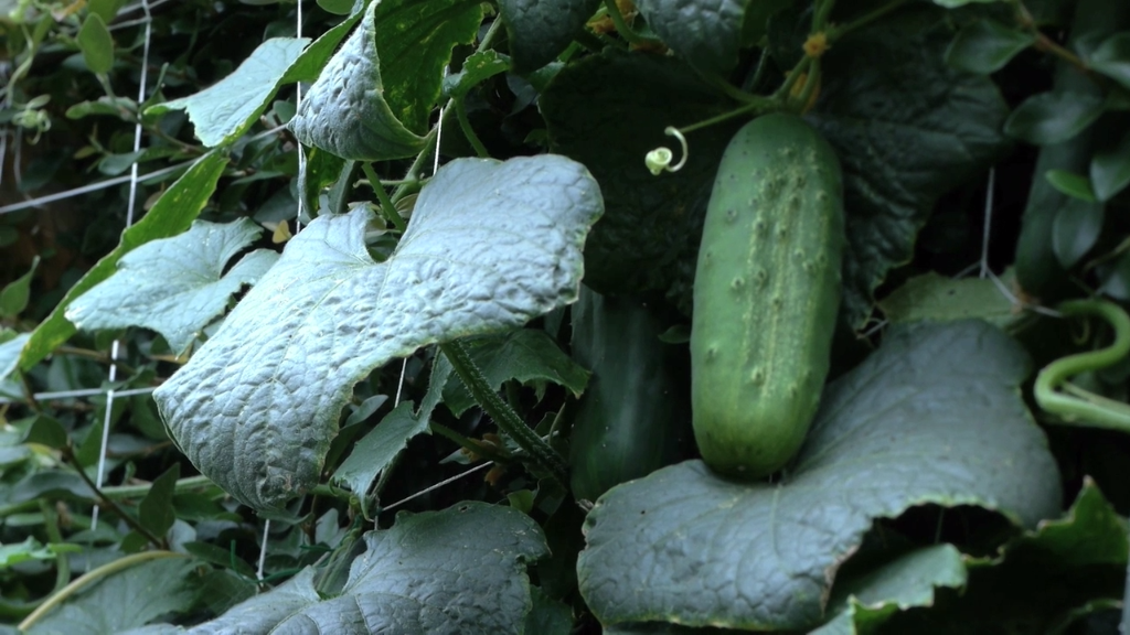 How to Grow Cucumbers #raised_garden_beds