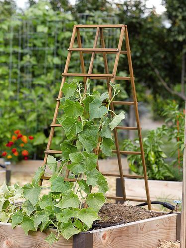 I like this style of trellis because it can b folded and put away when not in use. Its also easy to set up.