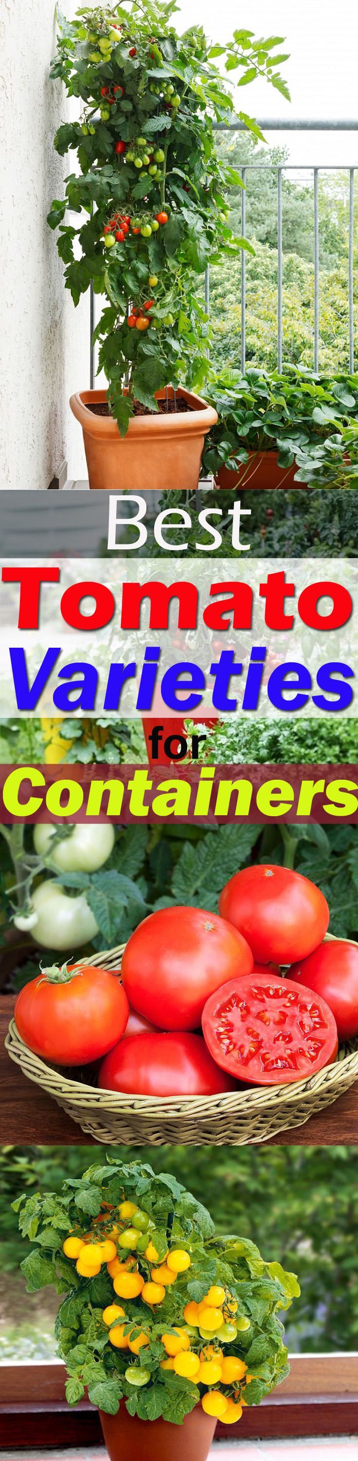 It is possible to grow tomatoes in pots, but there are a few BEST TOMATO VARIETIES FOR CONTAINERS that are easy to grow, taste