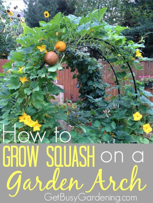 I’ve been growing squash on my homemade squash arch for a few years now, and I love how it looks. The squash arch makes a