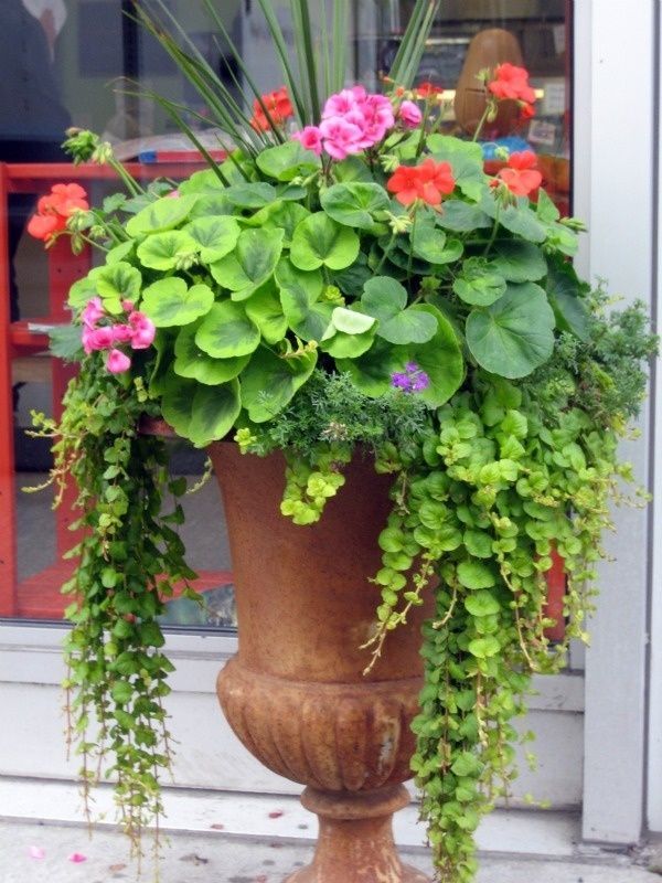 Judys Cottage Garden: 10 Spectacular Container Gardening Ideas from BHG — another one for the sun
