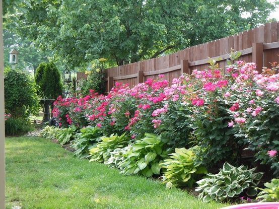 Knockout roses and hostas planted along fence  This is so beautiful! – rugged-life.com