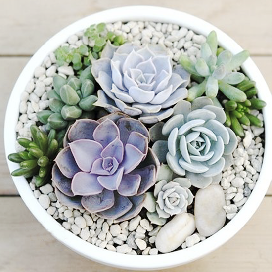 Looking for a unique way to perk up your landscaping or home? Recreate these trendy and easy to DIY succulent gardens to keep your