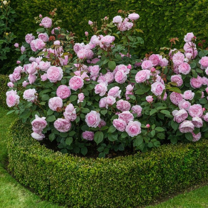 Olivia Rose Austin – Repeat-Flowering English Roses – English Roses