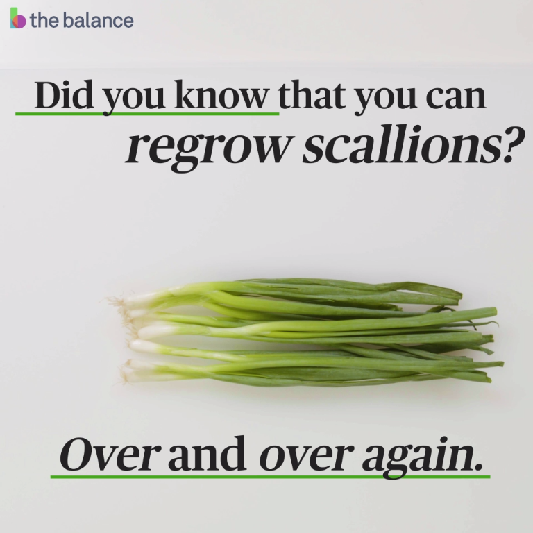 Save money and never buy onions again! Learn how to regrow scallions with just a jar of water.
