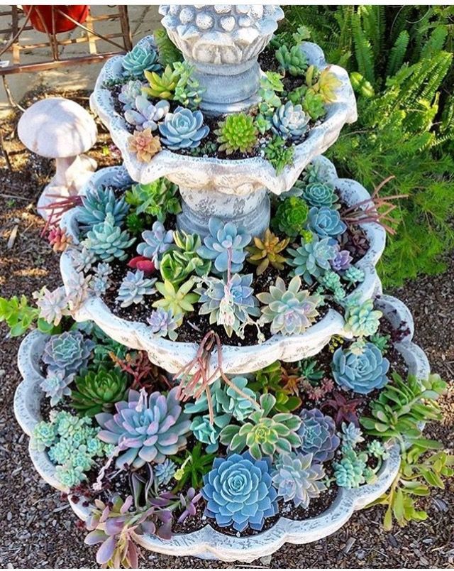 Succulents are beautiful, unique plants. Their texture and colors are a sure way to impress and add some uniqueness to your