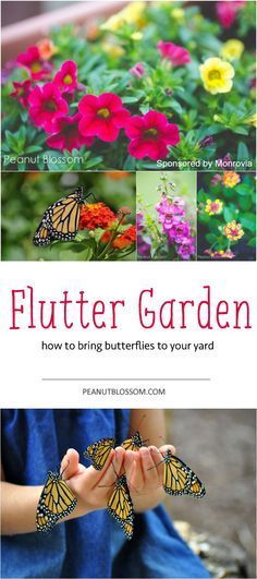 The perfect project to do with your kids this summer — grow a butterfly garden! Love these tips for raising the caterpillars and
