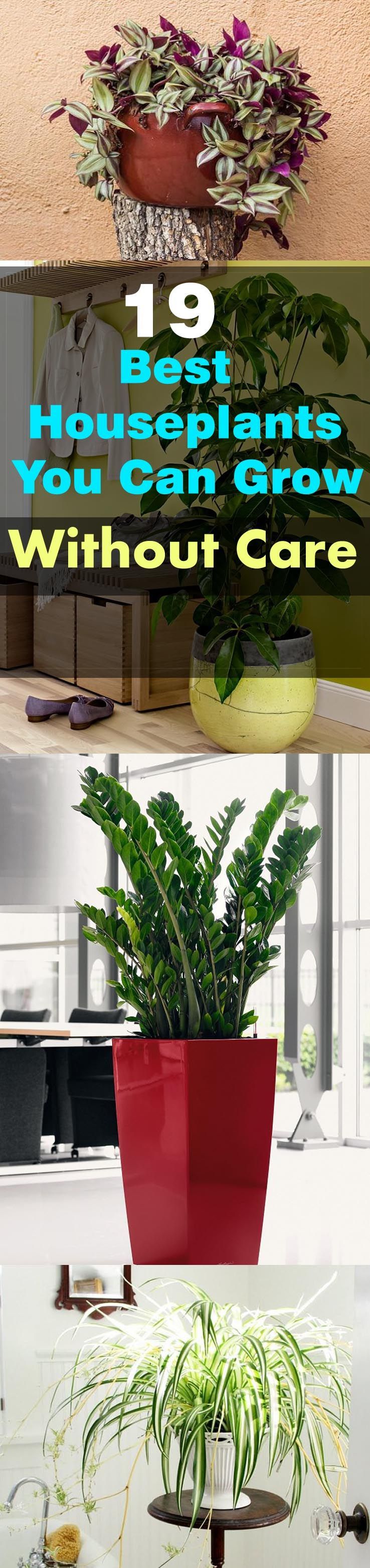 These 19 Easiest Houseplants are perfect for lazy, busy and newbies, who want to plant easy indoor plants that grow with