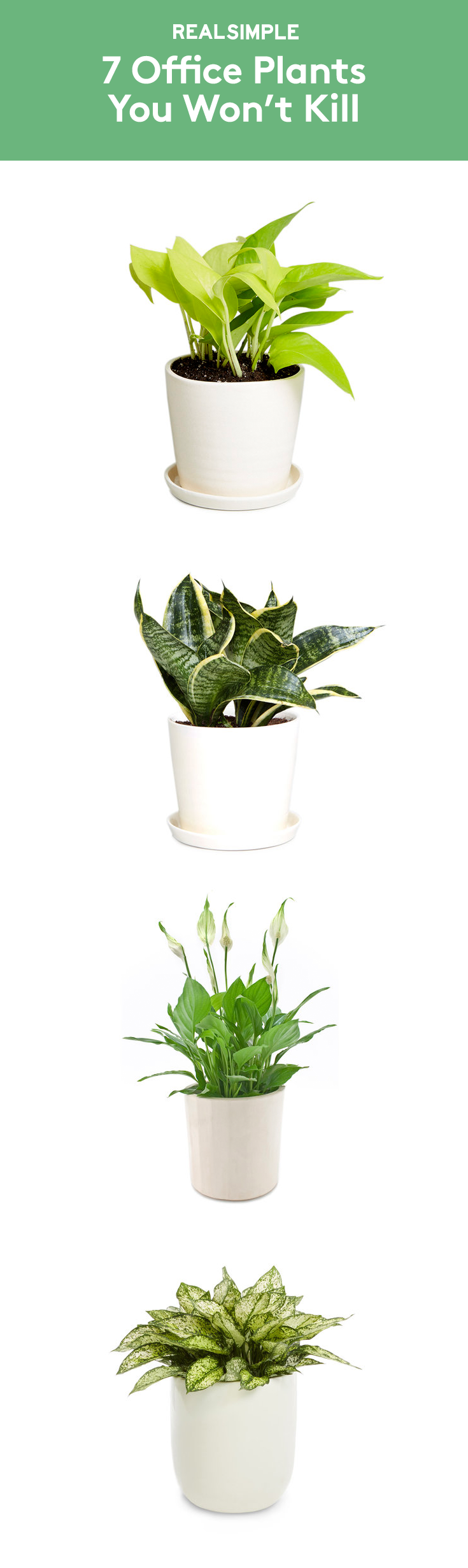 7 Office Plants You Won’t Kill | Fill your workspace with some greenery—it might make your workday better. Christopher Satch,