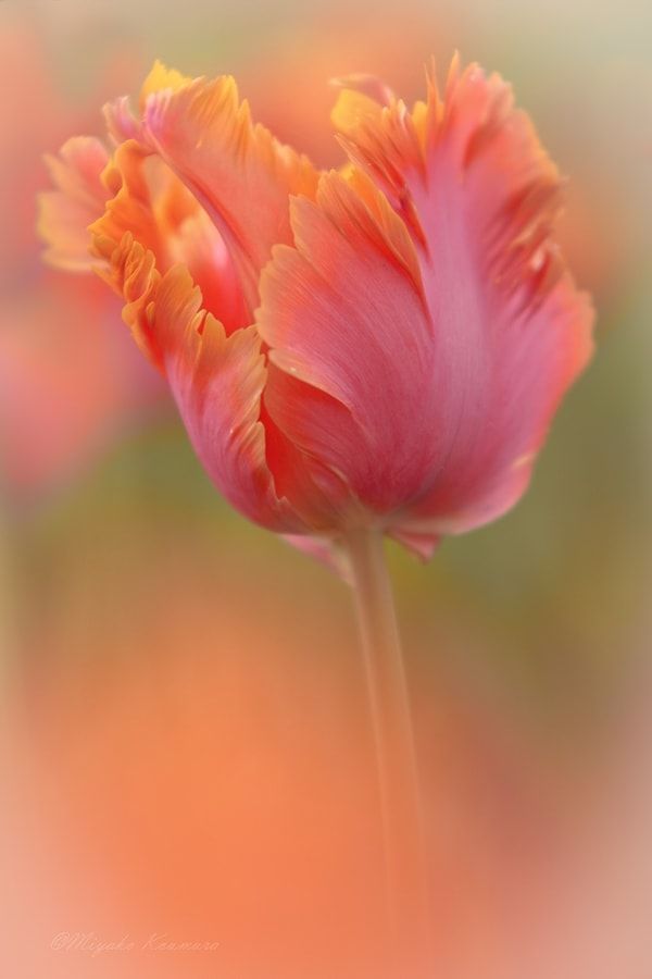 ~~angel wings | tulip | by Miyako Koumura~~