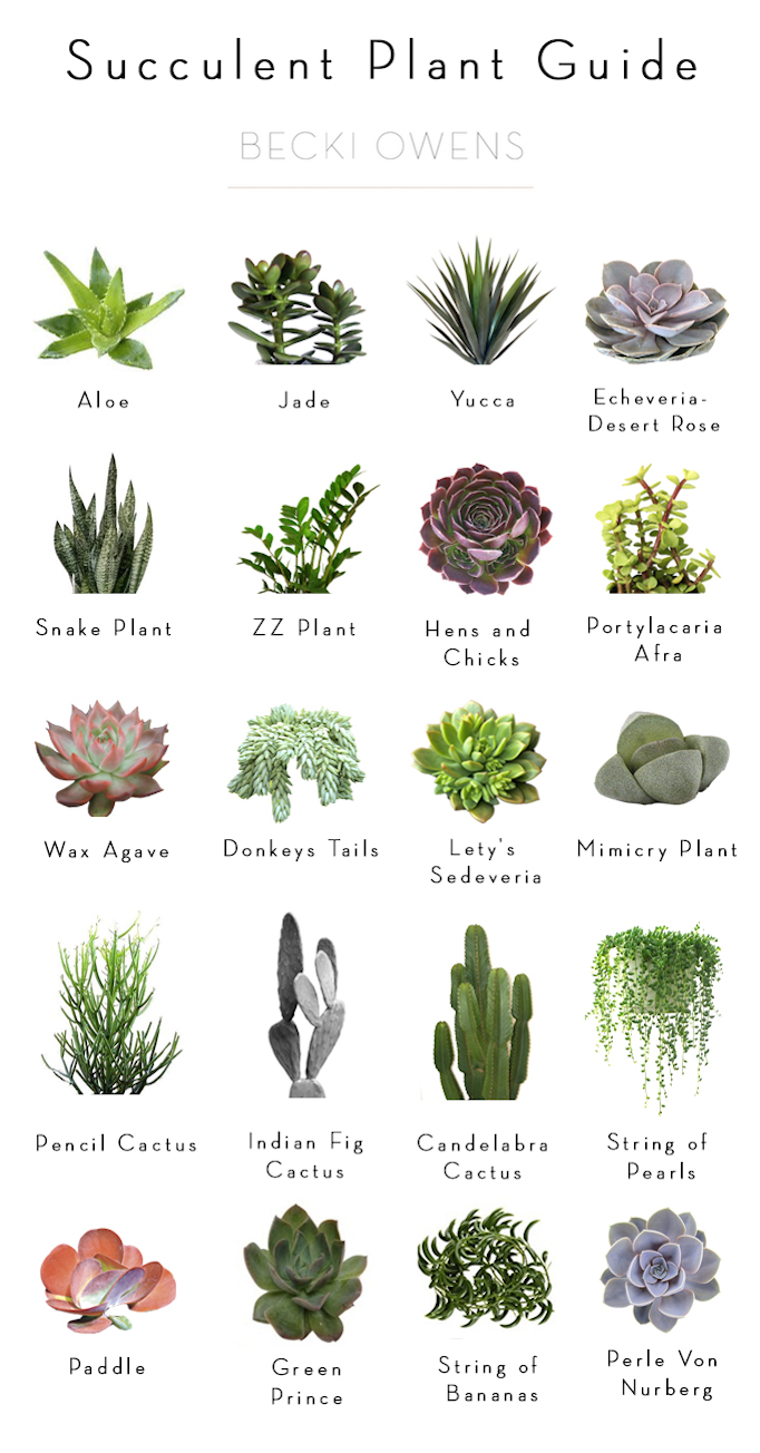 BECKI OWENS- Best of Blog: Indoor Plants- Ideas for styling and my succulent plant guide