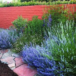 Catmint (Nepeta x faassenii), Lavendula x intermedia ‘Provence’ (French Lavender, Salvia uliginosa (Bog Sage), Leonotis leonurus