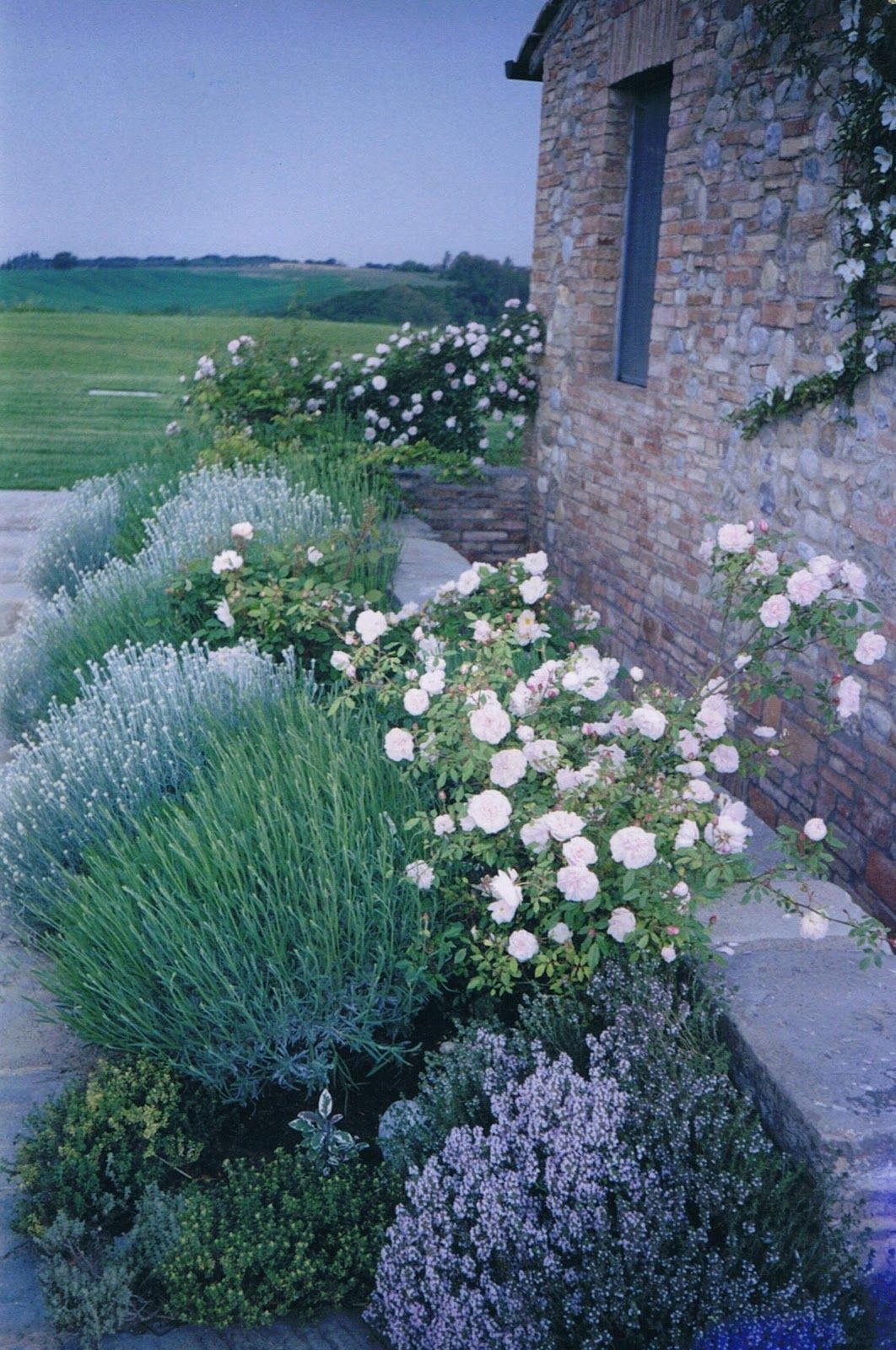 Herbs planted with roses – I would love to live in a place like this