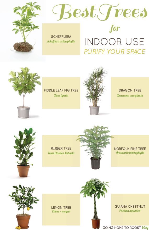 How to Garden Without a Garden — Best Indoor Plants – thegoodstuff