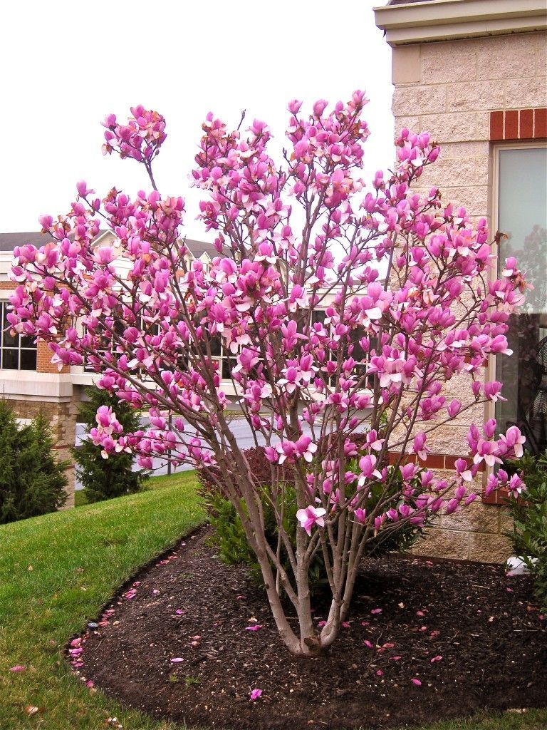 Saucer Magnolia tree. Can’t wait for mine to start blooming! We have one;we love it but it gets bigger than we thought. Make sure