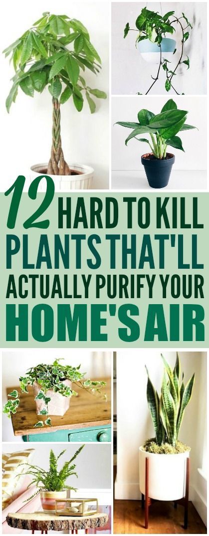 These 12 air purifying plants are THE BEST! Im so glad I found these GREAT tips! Now I have some great ideas for low maintenance