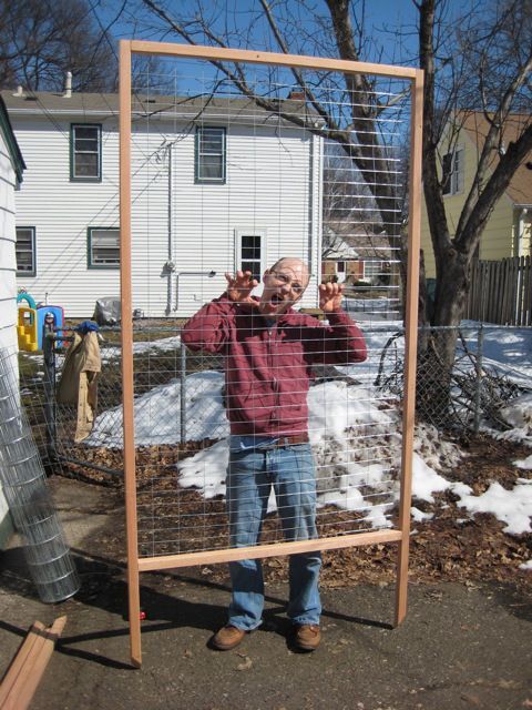 Wire trellis for peas or clematis.